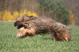 BRIARD 147